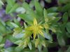 Stringy Stonecrop, Yellow Moss, Graveyard Moss (Sedum sarmentosum) - thanks to Gottfried Unger for correction: was misidentified as Wild Stonecrop (Sedum ternatum)