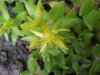Stringy Stonecrop, Yellow Moss, Graveyard Moss (Sedum sarmentosum) - thanks to Gottfried Unger for correction: was misidentified as Wild Stonecrop (Sedum ternatum)