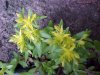 Stringy Stonecrop, Yellow Moss, Graveyard Moss (Sedum sarmentosum) - thanks to Gottfried Unger for correction: was misidentified as Wild Stonecrop (Sedum ternatum)