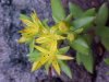 Stringy Stonecrop, Yellow Moss, Graveyard Moss (Sedum sarmentosum) - thanks to Gottfried Unger for correction: was misidentified as Wild Stonecrop (Sedum ternatum)