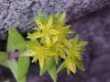 Stringy Stonecrop, Yellow Moss, Graveyard Moss (Sedum sarmentosum) - thanks to Gottfried Unger for correction: was misidentified as Wild Stonecrop (Sedum ternatum)
