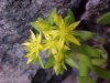 Stringy Stonecrop, Yellow Moss, Graveyard Moss (Sedum sarmentosum) - thanks to Gottfried Unger for correction: was misidentified as Wild Stonecrop (Sedum ternatum)