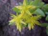 Stringy Stonecrop, Yellow Moss, Graveyard Moss (Sedum sarmentosum) - thanks to Gottfried Unger for correction: was misidentified as Wild Stonecrop (Sedum ternatum)