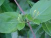 Budding Japanese Honeysuckle (Lonicera japonica)