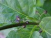 Black swallow-wort (Cynanchum nigrum; Cynanchum rossicum)