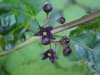 Black swallow-wort (Cynanchum nigrum; Cynanchum rossicum)