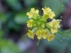 Common Wintercress (Barbarea vulgaris)