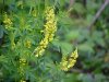 Yellow Sweet Clover (Melilotus officinalis)