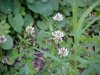 White Clover; Dutch Clover (Trifolium repens)
