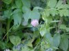 Red Clover (Trifolium pratense)