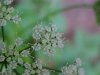 Wild Angelica (Angelica   triquinata) - described as closely  resembling the very poisoness Water Hemlock (Cicuta maculata)