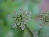 Wild Angelica (Angelica   triquinata) - described as closely  resembling the very poisoness Water Hemlock (Cicuta maculata)