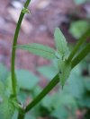 Wild Angelica (Angelica   triquinata) - described as closely  resembling the very poisoness Water Hemlock (Cicuta maculata)