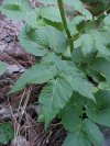 Wild Angelica (Angelica triquinata) - described as closely resembling the very poisoness Water Hemlock (Cicuta maculata)