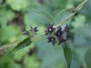 Black swallow-wort (Cynanchum nigrum; Cynanchum rossicum)
