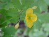 Greater Celandine; Wartweed (Chelidonium majus)