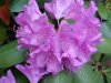 Mountain Rosebay; Catawba Rhododendron (Rhodododendron catawbiense)