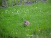 Rabbits of LDEO, Columbia Univ., Palisades, N.Y., USA