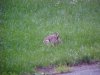 Rabbits of LDEO, Columbia Univ., Palisades, N.Y., USA