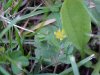 Black Medick (Medicago lupulina)