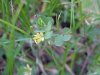 Black Medick (Medicago lupulina)