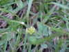 Black Medick (Medicago lupulina)