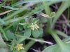 Black Medick (Medicago lupulina)