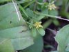 Black Medick (Medicago lupulina)