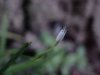 Blue-eyed Grass (Sisyrinchium angustifolium)