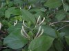 Budding Japanese Honeysuckle (Lonicera japonica)