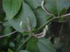 Budding Japanese Honeysuckle (Lonicera japonica)