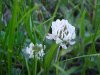 White Clover; Dutch Clover (Trifolium repens)