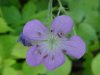 Wild Geranium; Crane's Bill (Geranium maculatum)