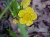 Common Buttercup (Ranunculus acris)