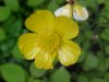 Common Buttercup (Ranunculus acris)