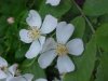Multiflora Rose (Rosa multiflora)
