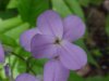 Dame's Rocket; Dame's Violet; Mother-of-the-Evening (Hesperis matronalis)