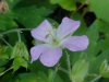 Wild Geranium; Crane's Bill (Geranium maculatum)