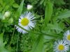 Daisy Fleabane (Erigeron annus)