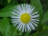 Daisy Fleabane (Erigeron annus)