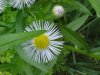 Daisy Fleabane (Erigeron annus)