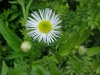 Daisy Fleabane (Erigeron annus)