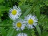 Daisy Fleabane (Erigeron annus)