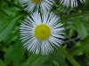 Daisy Fleabane (Erigeron annus)