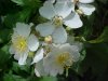 Multiflora Rose (Rosa multiflora)