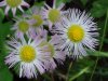 Philadelphia Fleabane (Erigeron philadelphicus)