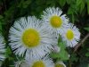 Philadelphia Fleabane (Erigeron philadelphicus)