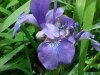 Blue Flag (Iris versicolor)