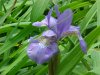 Blue Flag (Iris versicolor)