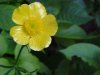 Common Buttercup (Ranunculus acris)